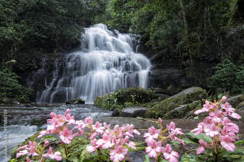 Mundang waterfall and snapdragon flower at Phuhinrongkla national park in Phitsanulok.Pink Habenaria rhodocheila hance wild orchid at waterfall in Phitsanulok,Thailand