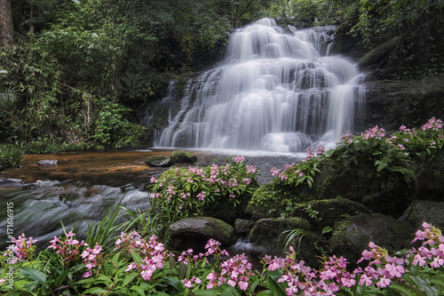 Mundang waterfall and snapdragon flower at Phuhinrongkla national park in Phitsanulok.Pink Habenaria rhodocheila hance wild orchid at waterfall in Phitsanulok,Thailand