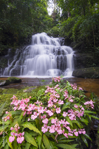 Pink Habenaria rhodocheila hance wild orchid at waterfall in Phitsanulok Thailand.Mundang waterfall and snapdragon flower at Phuhinrongkla national park in Phitsanulok Thailand