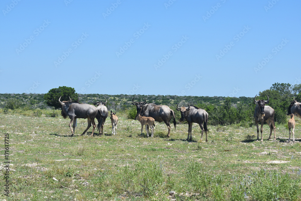 Wildebeest Herd Wildebeest Herd