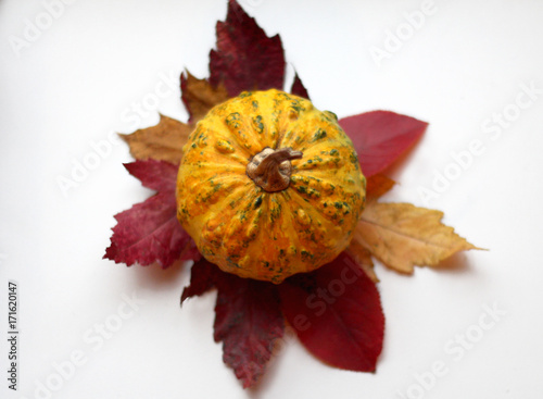 Yellow pumpkin on autumn leaves on a white background