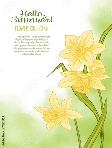 A narcissus flower on a green watercolor background. The flowers