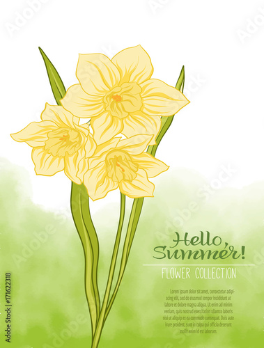 A narcissus flower on a green watercolor background. The flowers