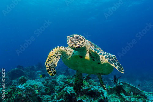 Schwimmende Meeresschildkröte