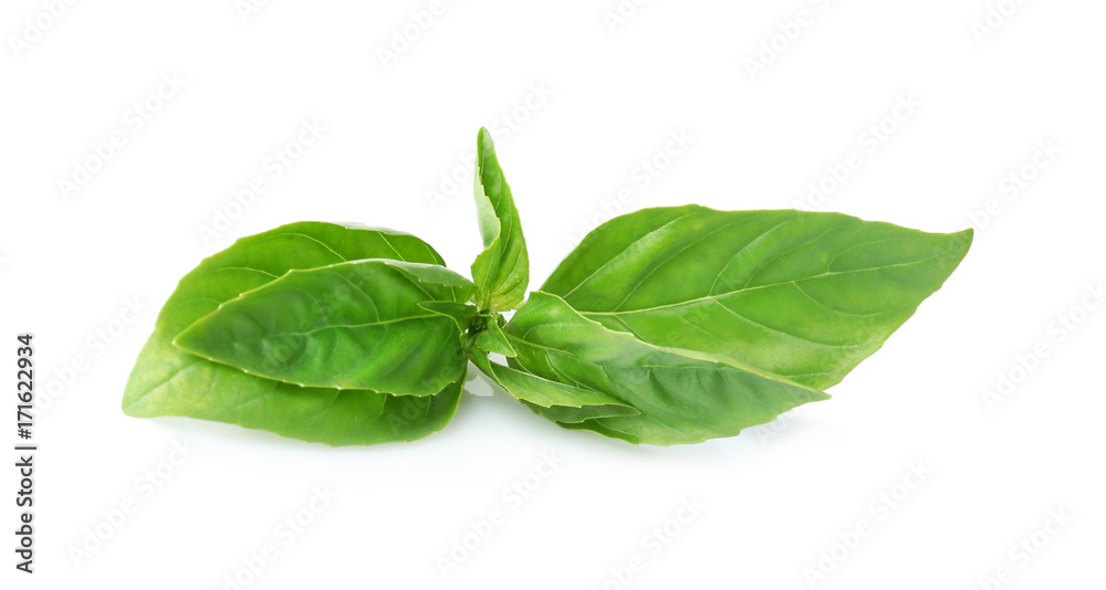 Green fresh organic basil isolated on white Green fresh organic basil isolated on white