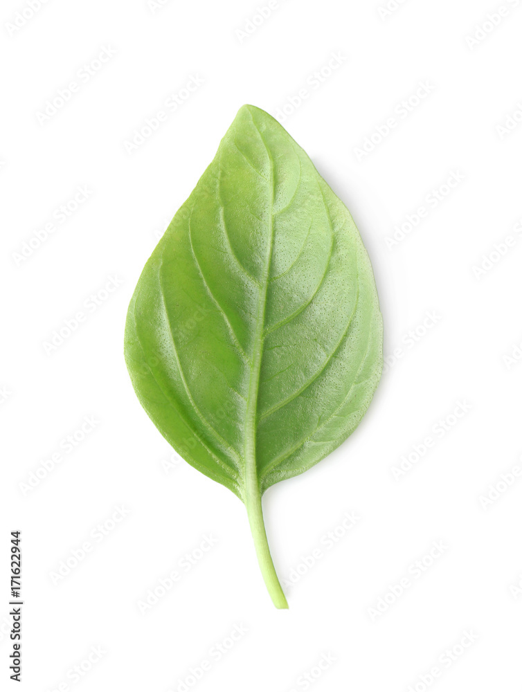 One leaf of green fresh organic basil isolated on white One leaf of green fresh organic basil isolated on white