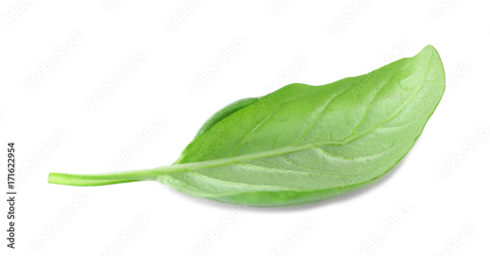 One leaf of green fresh organic basil isolated on white One leaf of green fresh organic basil isolated on white
