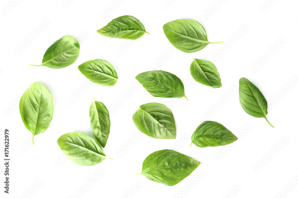 Green fresh organic basil leaves isolated on white Green fresh organic basil leaves isolated on white