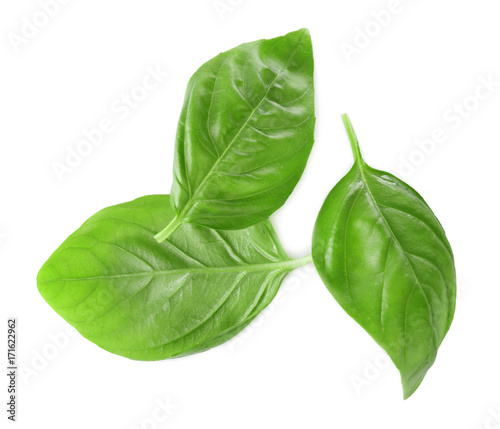 Three leaves of green fresh organic basil isolated on white