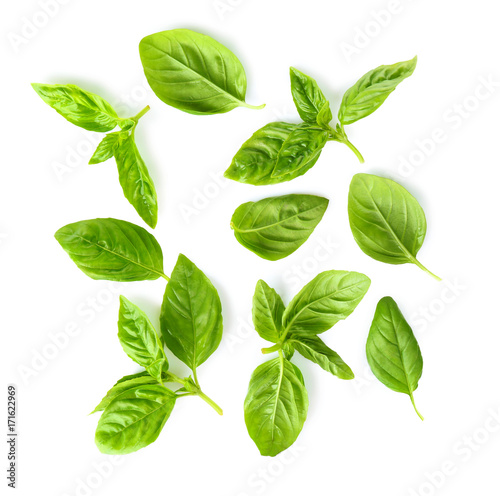 Green fresh organic basil leaves isolated on white