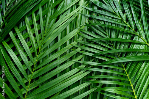 Palm leaves, greenery background