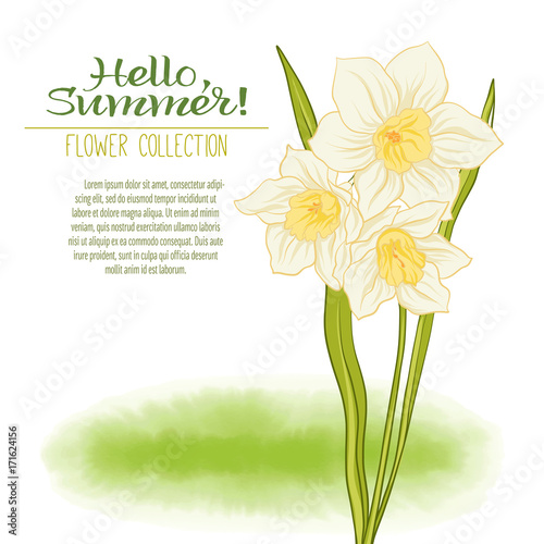 A narcissus flower on a green watercolor background. The flowers