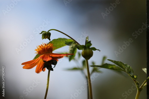 Fototapeta Naklejka Na Ścianę i Meble -  dahlia