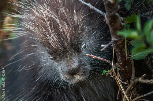 Black porcupine in a tree takes a worried look at Forillon National Park, Gaspésie, Québec photo
