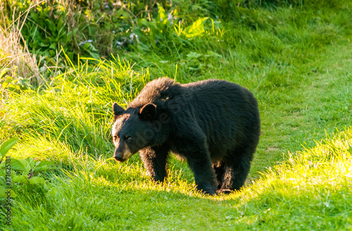 A quiet bear looks at an intruder on the way, Forillon National Park in the Gaspé Peninsula of Quebec photo