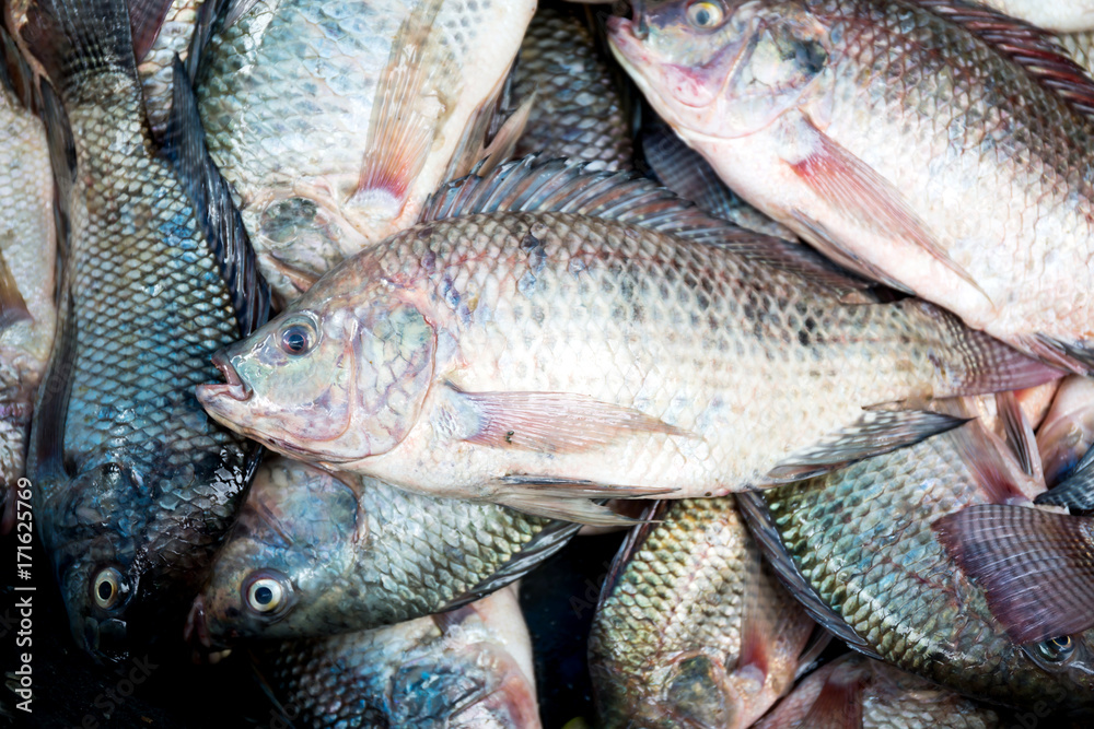 Tilapia fish in Thailand local market Tilapia fish in Thailand local market