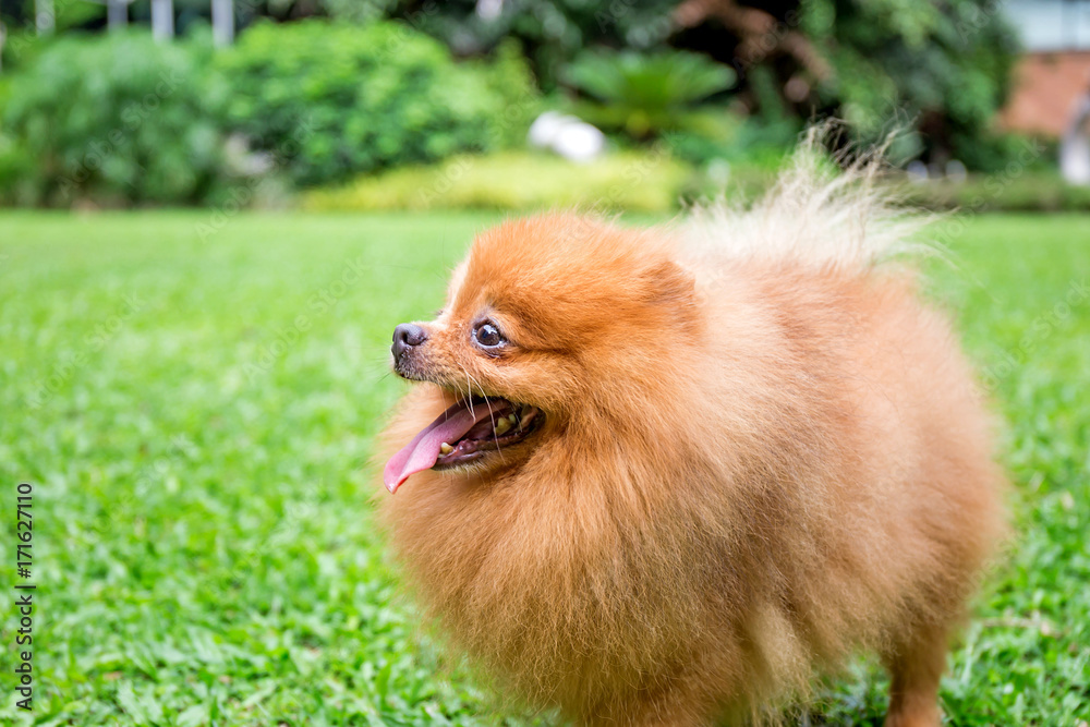 Pomeranian dog in a green garden in garden field