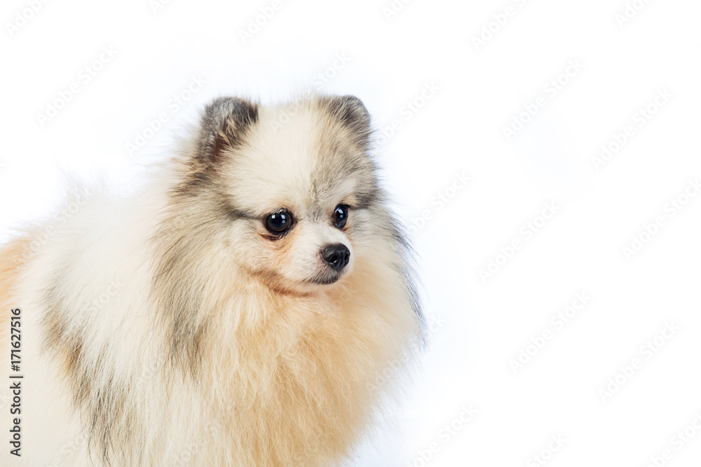Obraz premium White Pomeranian dog isolated on white background
