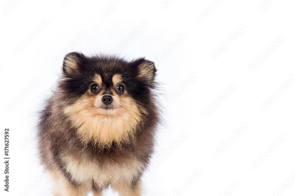 Pomeranian dog isolated on white background Pomeranian dog isolated on white background