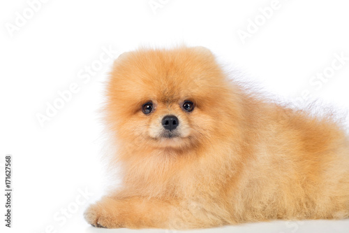 Pomeranian dog isolated on white background