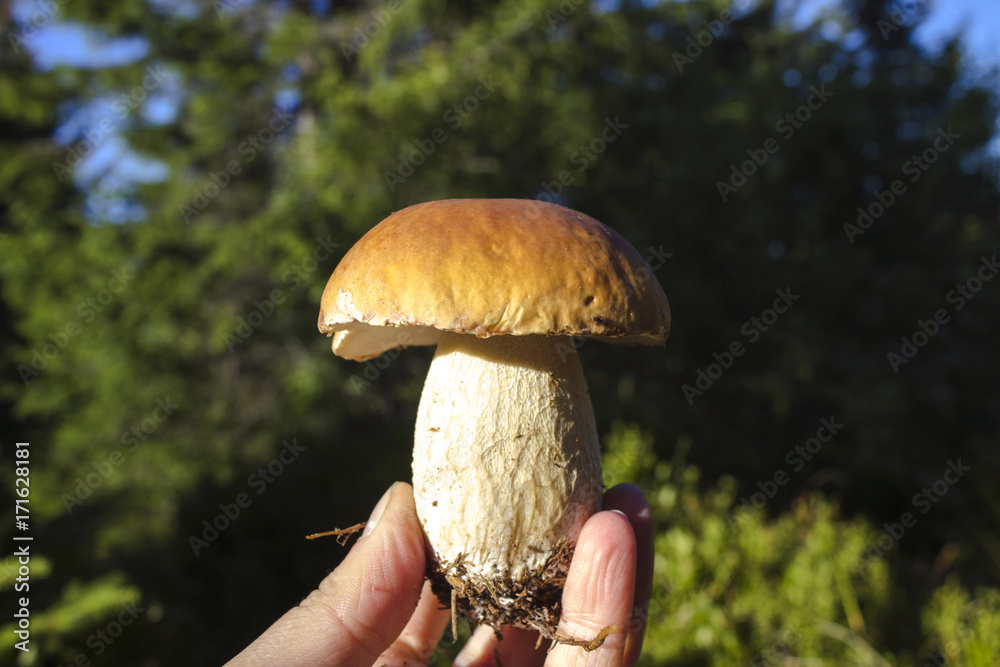 White mushroom in a hand on a background of trees. The food in the forest, porcini White mushroom in a hand on a background of trees. The food in the forest, porcini