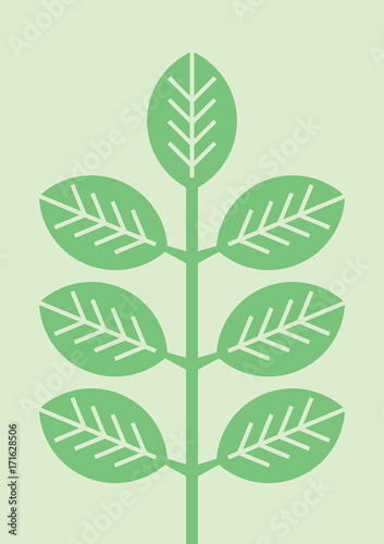 Plant Illustration