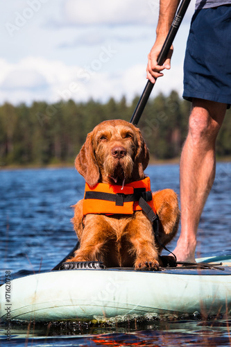 Konstfotografi Vizsla Stand up paddling mit Hund