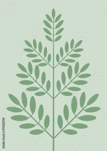 Plant Illustration