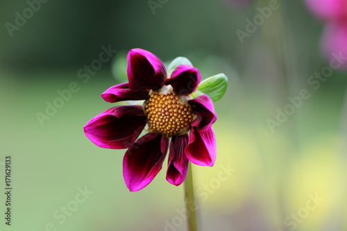 Fototapeta Naklejka Na Ścianę i Meble -  dahlia