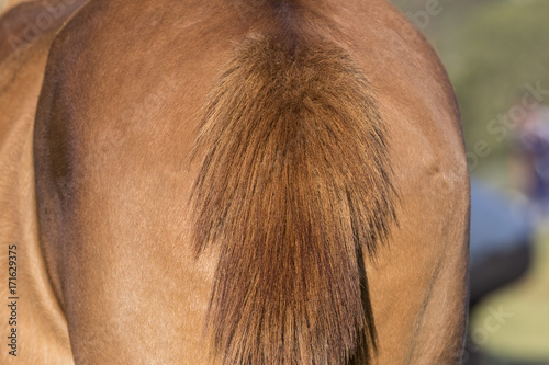 Tail of a brown horse close up