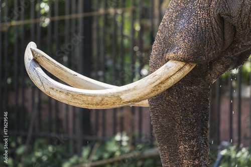 Photography Closeup of elephant tusk