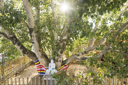 Buddha statue under a holy bodhi tree in Kandy, Sri Lanka