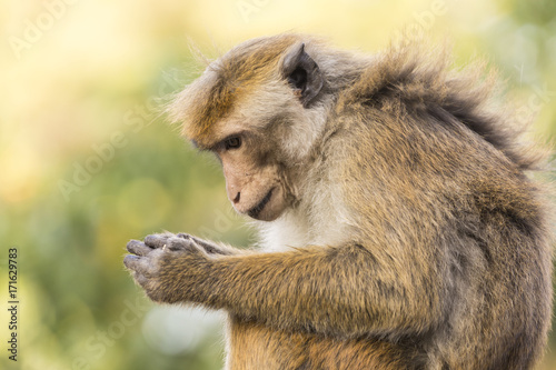 Macaque Monkey sitting on a wall, Kandy, Sri Lanka