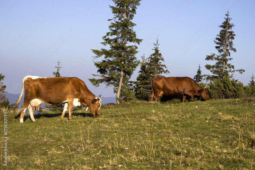 Cows eat grass on the lawn in the mountains. The animals graze.