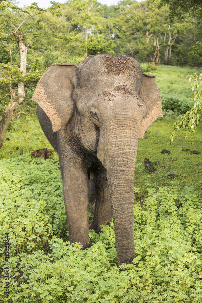 Fototapeta premium Wild elephant in Yala National Park, Sri Lanka