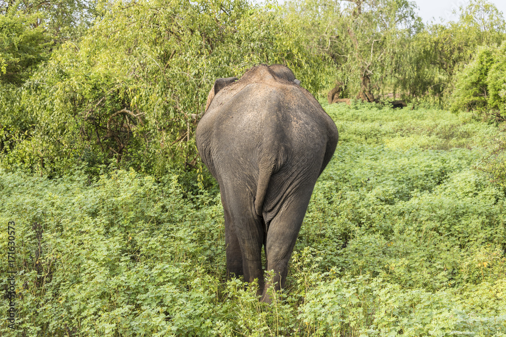 Wild elephant from behind in Yala National Park, Sri Lanka