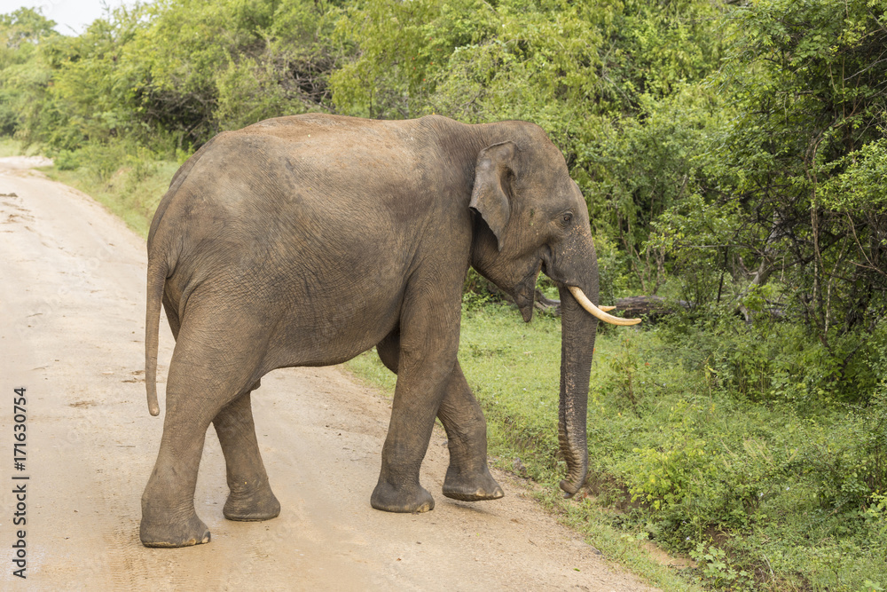 Fototapeta Wild elephant in Yala National Park crosses the road, Sri Lanka