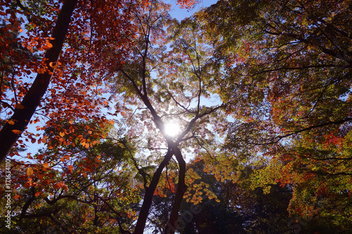 Koyasan Okunoin Japan - November 2016 - Sunset through trees at the Koyasan in Japan at autumn