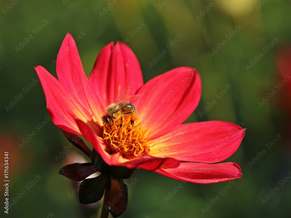 Rote ungefüllte Dahlienblüte mit Biene
Rote ungefüllte Dahlienblüte mit Biene