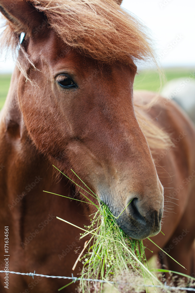 Naklejka premium Icelandic horse eating grass