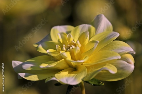 Fototapeta Naklejka Na Ścianę i Meble -  Gelb-weiße Dahlienblüte (Dahlia Seattle)