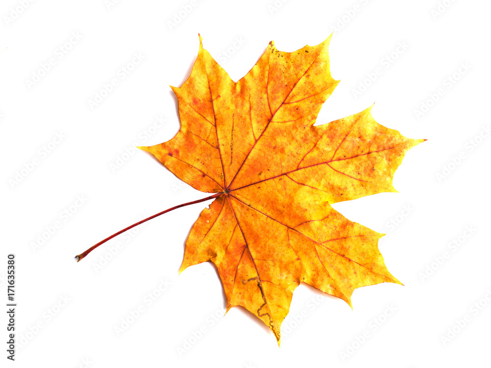 Autumn maple leaf isolated on white background Autumn maple leaf isolated on white background