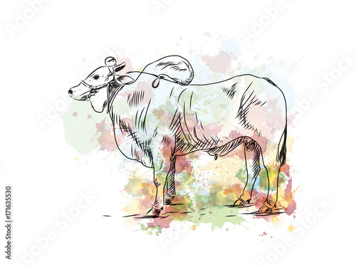 Watercolor sketch of Farmer Bull in vector illustration.