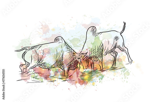 Watercolor sketch of Bull Fight in vector illustration.