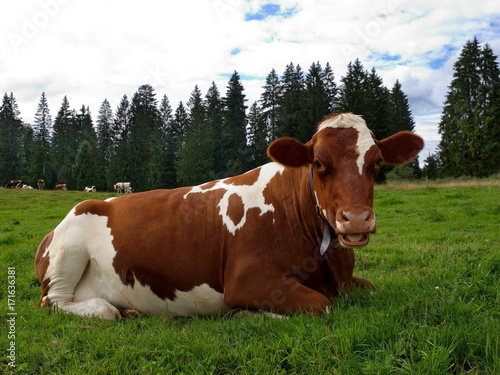 vache ruminant