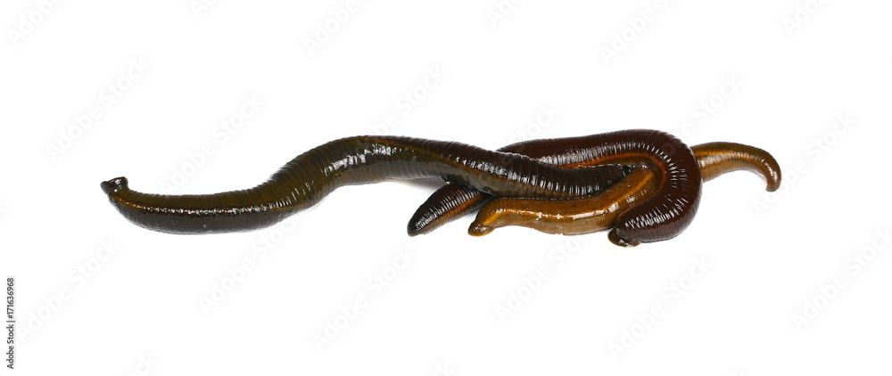 Medical leech isolated on white background