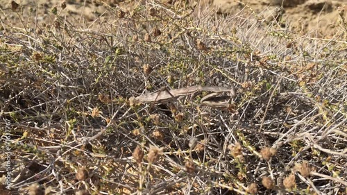 Gottesanbeterin, Insekt, Natur 