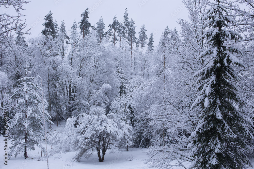 Obraz premium Winter forest