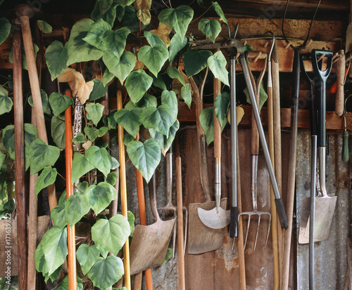 Hedra Ivy growing among gardening tools in a shed. UK.