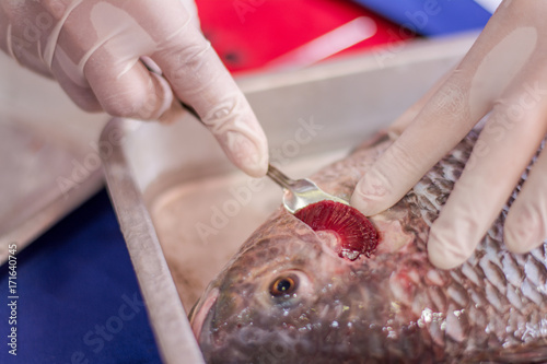 Scientist surgery fish for study or research freshwater fish , Disease and Internal organs.Science concept.